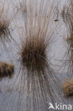 Pijpestrootje (Molinia caerulea)