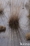 Purple Moor-grass (Molinia caerulea)