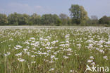 Pinksterbloem (Cardamine pratensis)