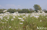 Pinksterbloem (Cardamine pratensis)