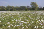 Pinksterbloem (Cardamine pratensis)