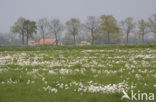 Pinksterbloem (Cardamine pratensis)