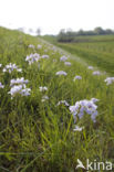 Pinksterbloem (Cardamine pratensis)