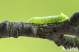 Piramidevlinder (Amphipyra pyramidea)