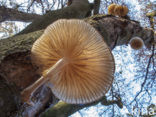 Porcelain fungus (Oudemansiella mucida)