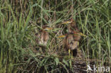 Purple Heron (Ardea purpurea)