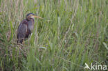 Purple Heron (Ardea purpurea)