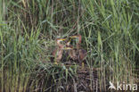 Purperreiger (Ardea purpurea) 