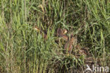 Purperreiger (Ardea purpurea) 