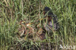 Purple Heron (Ardea purpurea)