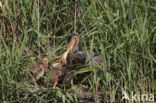 Purperreiger (Ardea purpurea) 