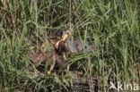 Purperreiger (Ardea purpurea) 