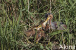 Purperreiger (Ardea purpurea) 