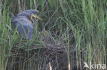 Purperreiger (Ardea purpurea) 