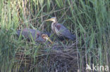 Purple Heron (Ardea purpurea)