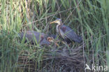 Purperreiger (Ardea purpurea) 