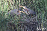 Purple Heron (Ardea purpurea)