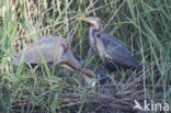 Purperreiger (Ardea purpurea) 