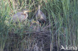 Purperreiger (Ardea purpurea) 