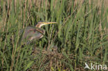 Purple Heron (Ardea purpurea)