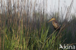 Purple Heron (Ardea purpurea)