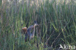 Purperreiger (Ardea purpurea) 