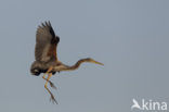 Purple Heron (Ardea purpurea)