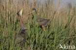 Purperreiger (Ardea purpurea) 