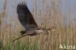 Purple Heron (Ardea purpurea)