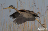 Purple Heron (Ardea purpurea)