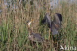 Purperreiger (Ardea purpurea) 