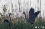 Purperreiger (Ardea purpurea) 