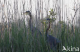 Purperreiger (Ardea purpurea) 