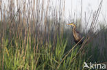 Purperreiger (Ardea purpurea) 