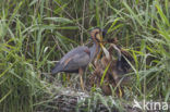 Purple Heron (Ardea purpurea)