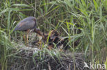 Purperreiger (Ardea purpurea) 