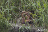 Purperreiger (Ardea purpurea) 