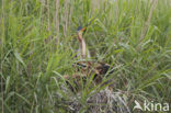 Purperreiger (Ardea purpurea) 