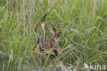 Purperreiger (Ardea purpurea) 