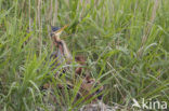 Purperreiger (Ardea purpurea) 