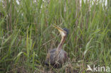 Purperreiger (Ardea purpurea) 