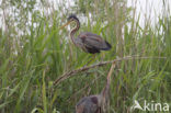 Purple Heron (Ardea purpurea)