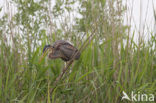 Purperreiger (Ardea purpurea) 