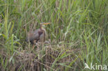 Purperreiger (Ardea purpurea) 