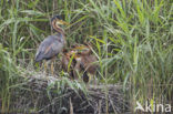 Purperreiger (Ardea purpurea) 