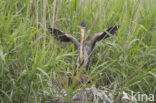 Purperreiger (Ardea purpurea) 