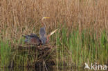 Purple Heron (Ardea purpurea)