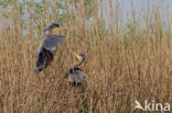 Purple Heron (Ardea purpurea)