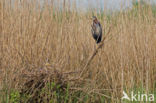 Purperreiger (Ardea purpurea) 