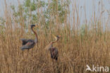 Purperreiger (Ardea purpurea) 